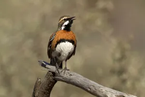 Chestnut-breasted Quail-thrush (Cinclosoma castaneothorax) male singing, Queensland