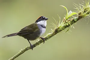 Chestnut-capped Brushfinch (Arremon brunneinucha), Costa Rica Chestnut-capped Brushfinch (Arremon brunneinucha), Costa Rica