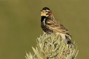 Canada Prints: Chestnut-collared Longspur (Calcarius ornatus), Canada