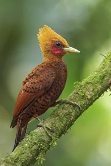 Central America Prints: Chestnut-colored Woodpecker (Celeus castaneus) male, Costa Rica