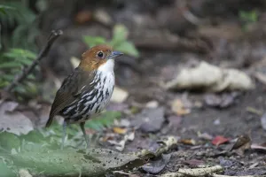 Chestnut-crowned Antpitta (Grallaria ruficapilla), Rio Blanco Nature Reserve, Colombia Chestnut-crowned Antpitta (Grallaria ruficapilla), Rio Blanco Nature Reserve, Colombia