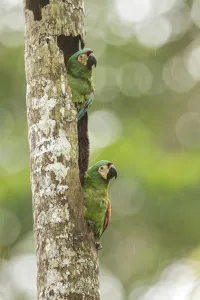 Chestnut-fronted Macaw (Ara severus), Manu National Park, Peru Chestnut-fronted Macaw (Ara severus), Manu National Park, Peru