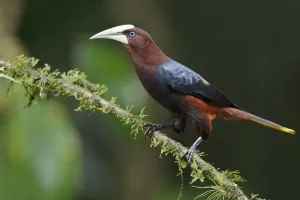 Chestnut-headed Oropendola (Psarocolius wagleri), Costa Rica Chestnut-headed Oropendola (Psarocolius wagleri), Costa Rica