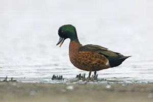 Chestnut Teal (Anas castanea) male, Victoria, Australia