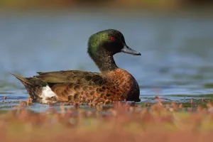 Chestnut Teal (Anas castanea) male, Victoria, Australia