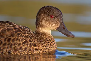 Chestnut Teal (Anas castanea), Victoria, Australia