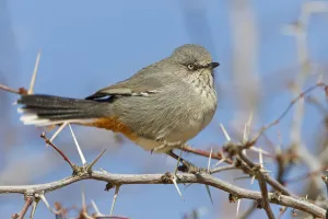 Chestnut-vented Warbler (Sylvia subcoerulea), Northern Cape, Kgalagadi Transfrontier Park Chestnut-vented Warbler (Sylvia subcoerulea), Northern Cape, Kgalagadi Transfrontier Park