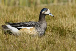 Chiloe Wigeon (Mareca sibilatrix) at the edge of a small pond, Falkland Islands Chiloe Wigeon (Mareca sibilatrix) at the edge of a small pond, Falkland Islands