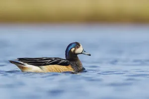 Chiloe Wigeon (Mareca sibilatrix) swimming on a small pond, Falkland Islands