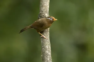 Chinese Hwamei (Garrulax canorus), Tokyo, Japan