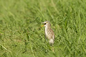 Thailand Prints: Chinese Pond Heron (Ardeola bacchus), Phetchaburi, Thailand