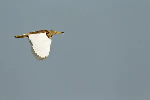 Thailand Prints: Chinese Pond Heron (Ardeola bacchus) flying, Bueng Boraphet, Thailand
