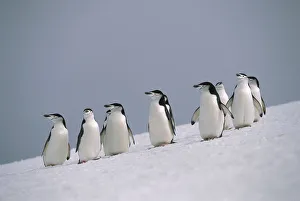 Cold Prints: Chinstrap Penguin (Pygoscelis antarctica) group on snowy hillside, Antarctica