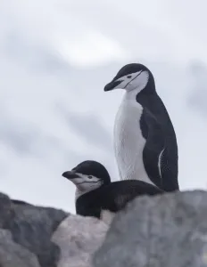 Chinstrap Penguin (Pygoscelis antarcticus) couple, Half Moon Island, Antarctica