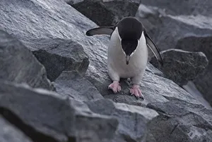 Chinstrap Penguin (Pygoscelis antarcticus) walking on rock, Half Moon Island, Antarctica