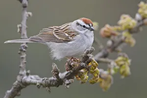 Chipping Sparrow (Spizella passerina), British Columbia, Canada