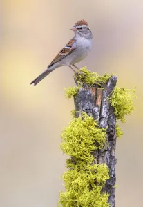 Emberizidae Prints: Chipping Sparrow (Spizella passerina), Oregon, USA