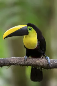 Choco Toucan (Ramphastos brevis) perched on a branch, Milpe, Ecuador Choco Toucan (Ramphastos brevis) perched on a branch, Milpe, Ecuador