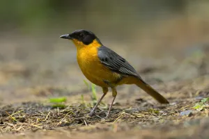 Chorister Robin-Chat (Cossypha dichroa), Kwazulu-Natal, South Africa Chorister Robin-Chat (Cossypha dichroa), Kwazulu-Natal, South Africa
