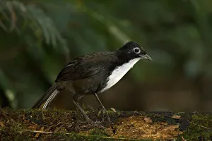 Chowchilla (Orthonyx spaldingii) male, Queensland, Australia