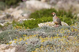 Chukar Partridge (Alectoris chukar), Cyprus