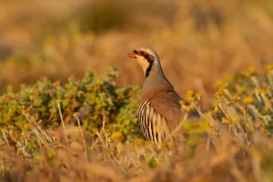 Chukar Partridge (Alectoris chukar), Cyprus