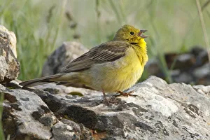 Emberizidae Prints: Cinereous Bunting (Emberiza cineracea) male singing, Greece