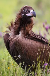 Castile Prints: Cinereous Vulture (Aegypius monachus), Castile, Spain