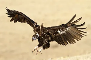Cinereous Vulture (Aegypius monachus) flying, Castile-La Mancha, Spain Cinereous Vulture (Aegypius monachus) flying, Castile-La Mancha, Spain