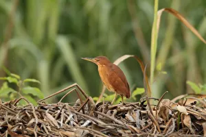 Cinnamon Bittern (Ixobrychus cinnamomeus), Bueng Boraphet, Thailand Cinnamon Bittern (Ixobrychus cinnamomeus), Bueng Boraphet, Thailand
