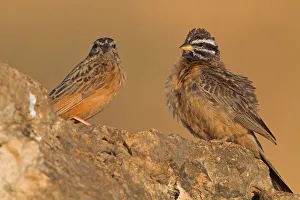 Arabian Peninsula Prints: Cinnamon-breasted Bunting (Emberiza tahapisi), Oman