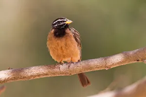 Cinnamon-breasted Bunting (Emberiza tahapisi), Oman