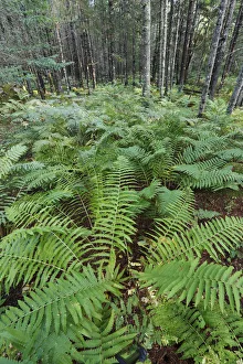 Cinnamon Fern (Osmunda cinnamomea) group in forest, Nova Scotia, Canada Cinnamon Fern (Osmunda cinnamomea) group in forest, Nova Scotia, Canada