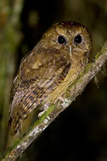 Cinnamon Screech Owl (Megascops petersoni), Abra Patricia Protected Area, Peru Cinnamon Screech Owl (Megascops petersoni), Abra Patricia Protected Area, Peru