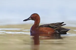 Cinnamon Teal (Spatula cyanoptera) male, British Columbia, Canada Cinnamon Teal (Spatula cyanoptera) male, British Columbia, Canada