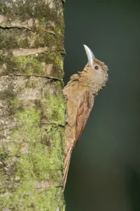 Peru Prints: Cinnamon-throated Woodcreeper (Dendrexetastes rufigula), Manu National Park, Peru