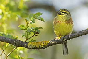 Cirl Bunting (Emberiza cirlus) male, Rhineland-Palatinate, Germany Cirl Bunting (Emberiza cirlus) male, Rhineland-Palatinate, Germany