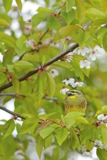 Cirl Bunting (Emberiza cirlus) male, Rhineland-Palatinate, Germany