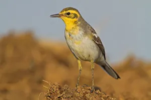 Citrine Wagtail (Motacilla citreola), Lesvos, Greece