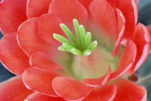 Claret Cup Cactus (Echinocereus triglochidiatus) flower, Arizona Claret Cup Cactus (Echinocereus triglochidiatus) flower, Arizona