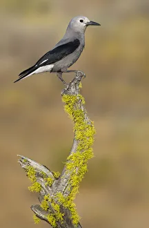 Clarks Nutcracker (Nucifraga columbiana), Oregon, USA