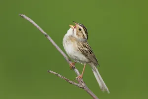 Clay-colored Sparrow (Spizella pallida) singing, Minnesota, USA Clay-colored Sparrow (Spizella pallida) singing, Minnesota, USA