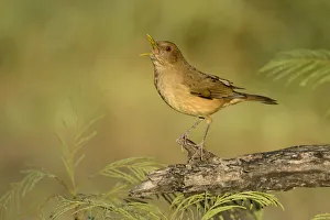 Passerine Prints: Clay-colored Thrush (Turdus grayi) singing, Texas, USA