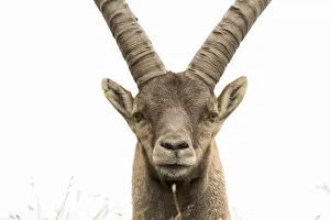 Close Up Prints: Close up of an Alpine ibex (Capra ibex), Austria