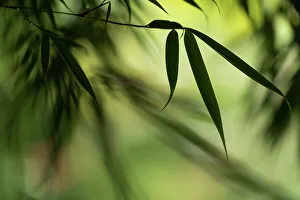 Creative Prints: Close up of bamboo leaf, The Netherlands