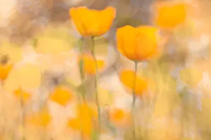 Close up of brightly lit poppy flowers
