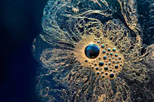 Abstract Prints: Close up of bubbles on water surface