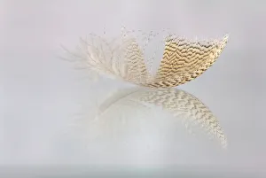 Artistic Prints: Close up of feather with reflection