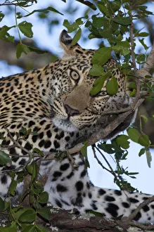 Close up of a female Leopard (panthera pardus) perched in a tree, South Africa Close up of a female Leopard (panthera pardus) perched in a tree, South Africa