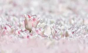 Close up of a field with white tulips, The Netherlands Close up of a field with white tulips, The Netherlands